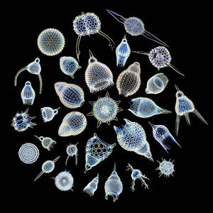 Meet your Posher, Jack